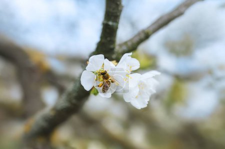 bee on white sweet cherry flower in the garden