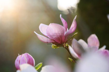 beautiful pink magnolia flowers in a garden