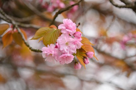 cherry blossom  in the garden