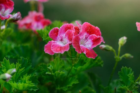 the background image of the colorful flowers, background nature