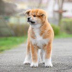 Red fluffy puppy of breed Akita Inu