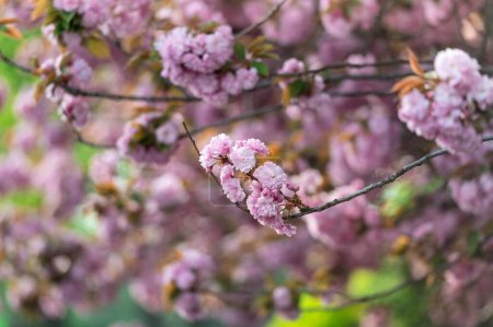 Nahaufnahme von rosa Sakura-Blüten auf einem Zweig.