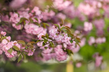 Blooming sakura cherry tree branches