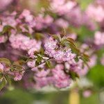 Blooming sakura cherry tree branches