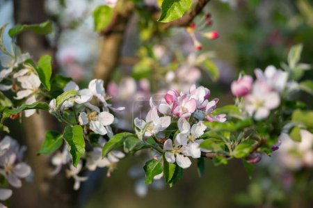 Apple blossom in the spring.