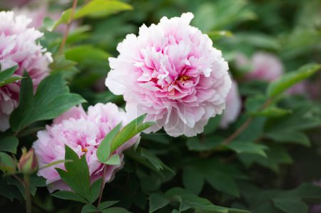 schöne rosa Pfingstrosen im Garten