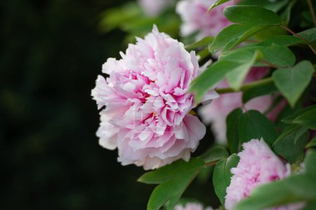Schöne rosa Pfingstrosen blühen im Garten. hautnah
