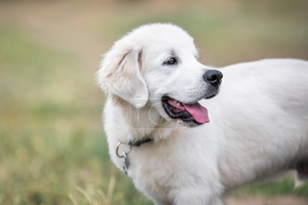 Photo for Close up portrait of golden retriever puppy - Royalty Free Image
