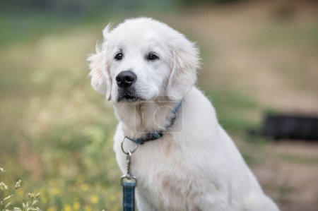 Photo for White golden retriever dog portrait in summer park - Royalty Free Image
