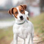 portrait of a cute dog jack terrier.