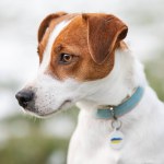 Jack russel terrier in the park