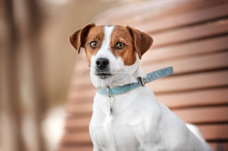 Foto de Lindo jack russel terrier perro retrato - Imagen libre de derechos
