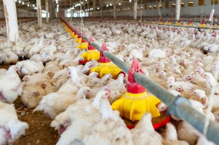 Téléchargez les photos : Alimentation du poulet à la ferme - en image libre de droit