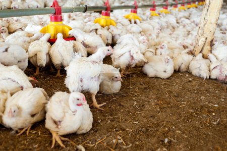 Téléchargez les photos : Poulets dans la ferme - en image libre de droit