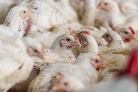 Téléchargez les photos : Poulet et poulets à la ferme - en image libre de droit