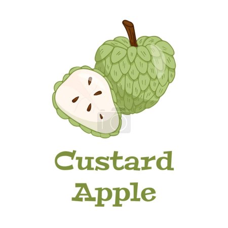 Illustration for Custard apple whole fruit and half sliced.Cherimoya,annona reticulata,wild sweetsop,soursop,sugar apple icon - Royalty Free Image