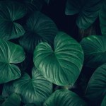 Close up group of background tropical green leaves texture and abstract background. Tropical leaf nature concept. After the rain.