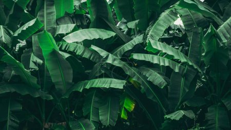 Téléchargez les photos : Texture tropicale des feuilles de banane. Feuille verte et fond naturel. Texture abstraite du feuillage. - en image libre de droit