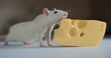 Téléchargez les photos : Gros plan sur le rat blanc domestique qui mange du fromage - en image libre de droit