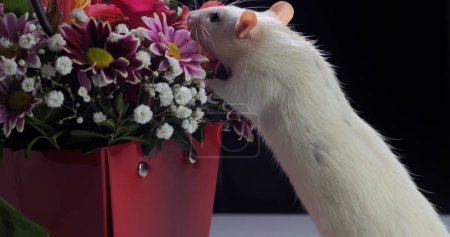 Foto de Primer plano de rata blanca huele hermosas flores. - Imagen libre de derechos