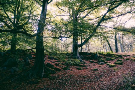 Téléchargez les photos : Padley Gorge, colours in this beautiful wooded valley in the Derbyshire Peak District, UK. - en image libre de droit