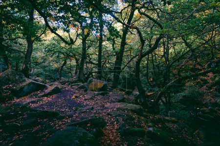 Téléchargez les photos : Padley Gorge, colours in this beautiful wooded valley in the Derbyshire Peak District, UK. - en image libre de droit
