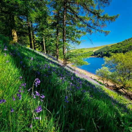 Téléchargez les photos : Niché au milieu des paysages pittoresques du Royaume-Uni, Derwent Reservoir se dresse comme une oasis tranquille de beauté naturelle. Le réservoir, situé dans la magnifique campagne du Derbyshire, offre une évasion sereine du monde animé. - en image libre de droit