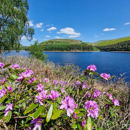 Téléchargez les photos : Niché au milieu des paysages pittoresques du Royaume-Uni, Derwent Reservoir se dresse comme une oasis tranquille de beauté naturelle. Le réservoir, situé dans la magnifique campagne du Derbyshire, offre une évasion sereine du monde animé. - en image libre de droit