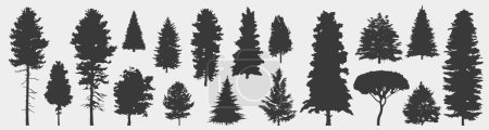 Illustration for Spruce tree silhouette.Pine tree silhouette. - Royalty Free Image