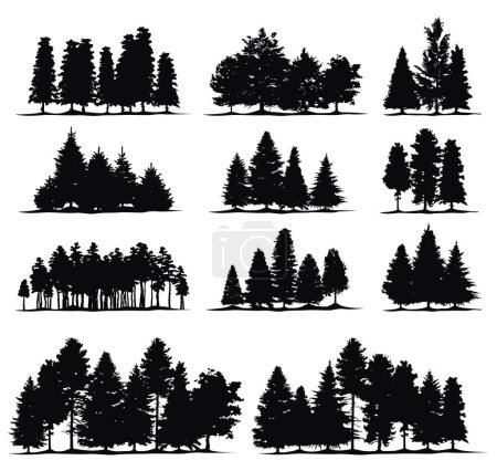 Illustration for Spruce tree silhouette.Pine tree silhouette. - Royalty Free Image