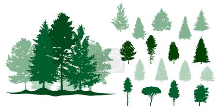 Photo for Spruce tree silhouette.Pine tree silhouette. - Royalty Free Image