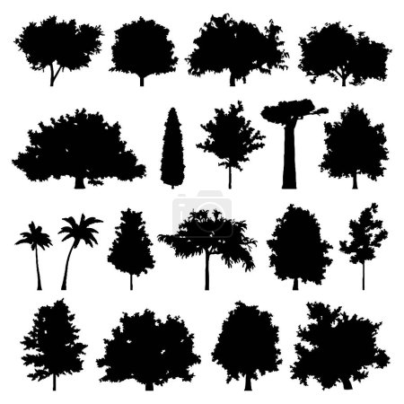 Spruce tree silhouette.Pine tree silhouette.