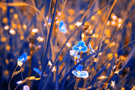 Photo for Beautiful blue flowers in summer against the background of grass in the garden. - Royalty Free Image