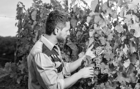 Foto de Harvester cut grapes with gardening scissors, vineyard. - Imagen libre de derechos
