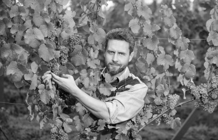 male vineyard owner. professional winegrower on grape farm. man harvester on summer harvest. vintner with garden scissors. farmer cut grapevine. vinedresser cutting grapes bunch.