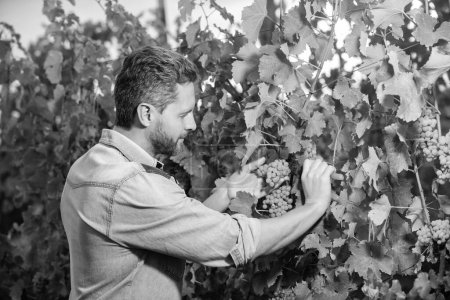 guy harvester on summer harvest. enologist with garden scissors. farmer cut grapevine. vinedresser cutting grapes bunch. male vineyard owner. professional winegrower on grape farm.