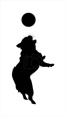 Téléchargez les photos : Silhouettes d'un chien de carlin sautant pour attraper une balle. - en image libre de droit