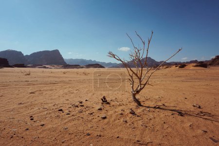 Téléchargez les photos : Arbre sec sur le désert de Wadi Rum en Jordanie - sable jaune sous le ciel bleu clair - en image libre de droit