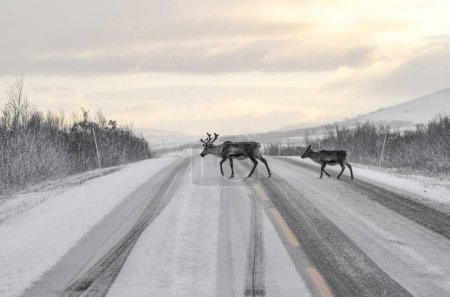 Foto de Familia de renos caminan a través de la carretera cubierta de nieve en el norte de Noruega - vida silvestre detrás del círculo ártico - Imagen libre de derechos