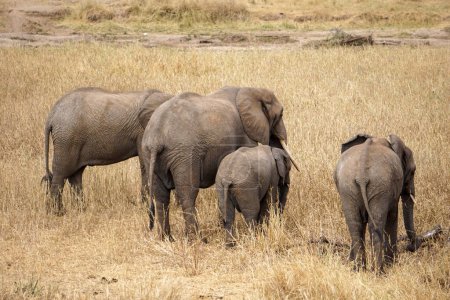 Elephants buts - Elephant family standing on a Safari in Tanzania taken from behind