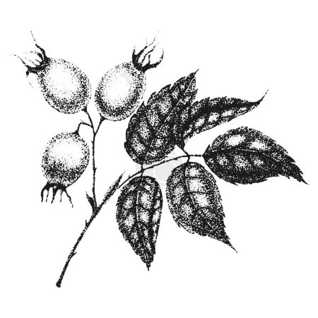 Fleurs de rose sauvage dessin et croquis avec pointillisme sur fond blanc. Illustration vintage de branche aux fruits et feuilles de églantier