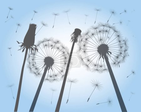 Illustration for Shape of vector dandelion on blue sky. Outline illustration. - Royalty Free Image