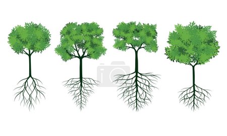 Photo for Set of GREEN Tree with Roots. Vector outline Illustration. Plant in Garden. - Royalty Free Image