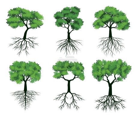 Photo for Set of GREEN Trees with Roots. Vector outline Illustration. Plant in Garden. - Royalty Free Image