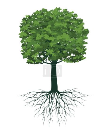 Photo for Spring tree full of green leaves. Vector Illustration - Royalty Free Image