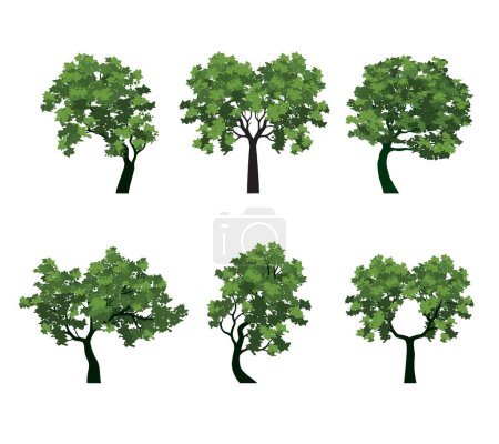 Photo for SET of Old spring Trees with fresh Leaves. Vector outline Illustration. Plant in Garden. - Royalty Free Image