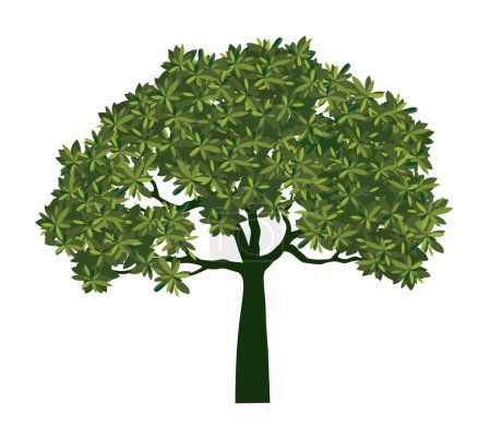 Photo for Shape of green Tree with Leaves. Vector isolated Illustration. Plant in Garden. - Royalty Free Image
