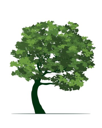 Photo for Green Tree with Leaves. Vector outline Illustration. - Royalty Free Image