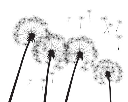 Illustration for Flying Seeds. Dandelion flower on white. Vector outline illustration. - Royalty Free Image