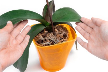 Foto de Las manos femeninas tocan las hojas de la orquídea phalaenopsis en una olla anaranjada sobre un fondo blanco. Concepto de cuidado de plantas domésticas. - Imagen libre de derechos